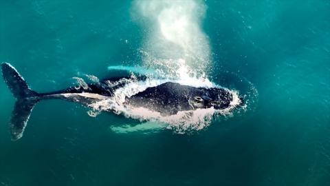 Humpback Whale