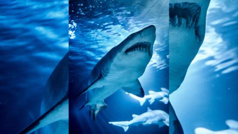 An image taken of a shark from underneath