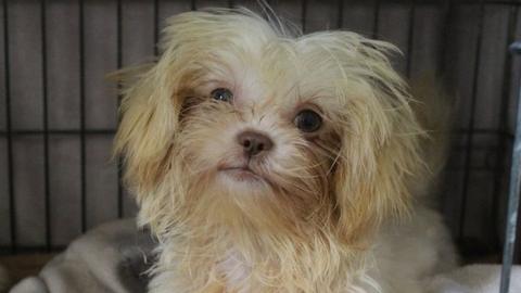 A rescued shih-tzu