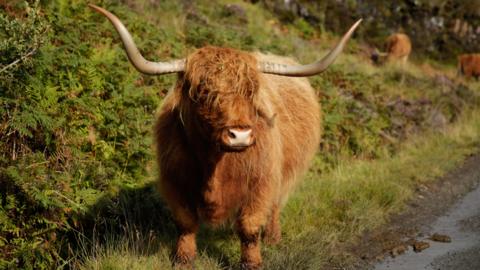A big, hairy Highland coo by the side of a road.