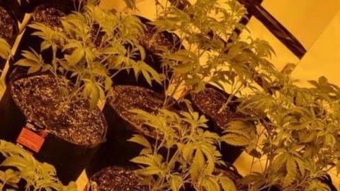 suspected cannabis plants