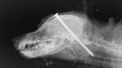 Dog X-ray