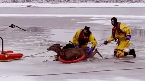Two firefighters pull deer out of frozen lake