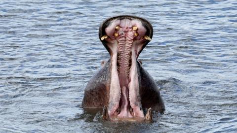 Hippo in South Africa