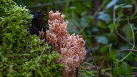 Artomyces pyxidatus, also known as candelabra coral