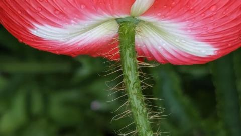 FRIDAY - A wet red flower photographed as very close angle from under the. Taken in Woodley