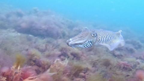 A cuttlefish swims across a bed of kelp on the seafloor.