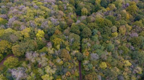 An aerial shot of a woodland that is full of trees, with a few paths visible between the trees. While most are green, a significant number are white with no leaves, presumably due to ash dieback.