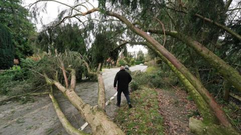 Two men seen walking between trees that have fallen onto a road in the storm 