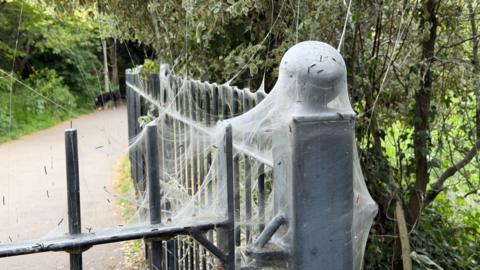 This shows a mass of spindle ermine moth caterpillars covering a fence post in a dense white silk web that they spin collectively for protection. 