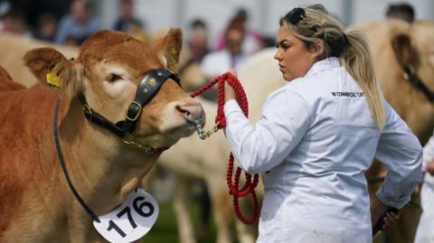 A woman with long blonde hair is walking a bull on a red corded rope. The woman is dressed in a white coat with 'NI COMMERCIAL CATTLE' written on the back. 