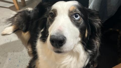 Daisy a border collie. A black and white dog sitting on the floor, looking at the camera.