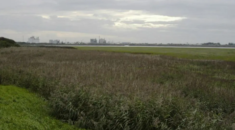 An overgrown field in Thornton-Cleveleys with a grey overcast sky