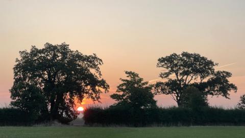 Half of the sun can be seen rising early in the morning from behind some trees in a clear skies. Three trees dominate a hedgeline with the sky a light orange glow.