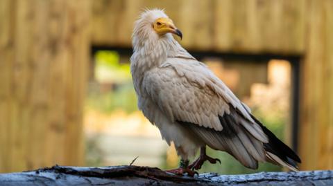 A close up of an Egyptian vulture with a yellow face. The bird named Ramasees, is perching on a branch. 