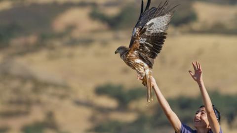 A volunteer releases a red kite chick in south west Spain