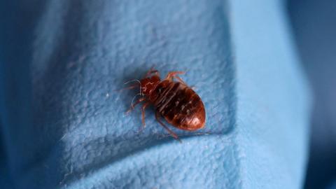 Bed bug photographed on a blue bed sheet. The insect is a brown/red colour and has eight legs. 