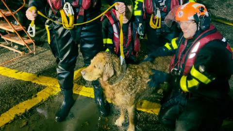 Buddy is held on a lead - he is sandy coloured, but covered in mud.  One of his rescuers kneals down next to him, smiling.