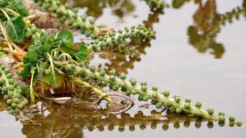 Tesco is accepting smaller vegetables from flood-hit farmers in Lincolnshire