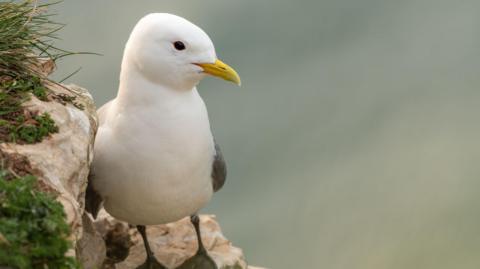 Kittiwake bird on the cliffs at Bempton in East Yorkshire