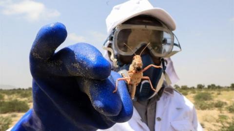 A worker from Somaliland's Ministry of Agriculture holds a desert locust after spraying them with bio-pesticide in one of the breeding grounds for the desert locusts in Geerisa town, Lughaya District, some 350km north east of the capital Hargeisa