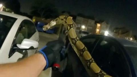 Officer captures snake