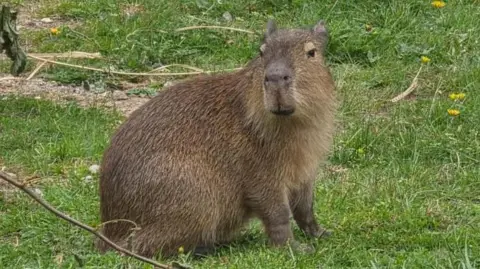 Capybara