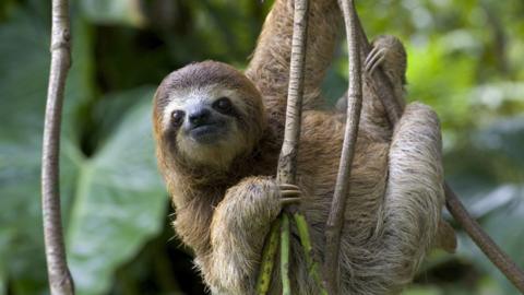 GCSE geography image: in a forest, a sloth hangs from a branch of a tree.