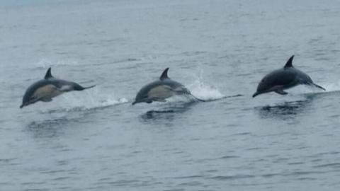 Line of three dolphins leaping from the water.