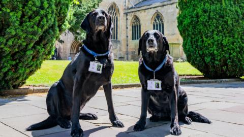Two older black Labradors, with white fur around their muzzles, sit down on a paved area in front of Tewkesbury Abbey - a church - with their blue lanyards on. There is a lawn behind them and two large bushes.