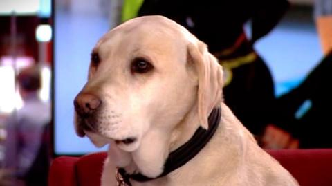 Bounce the golden Labrador in the BBC News studio