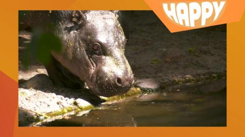 A baby hippo