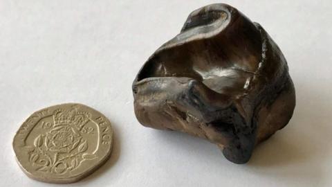 Ronzotherium tooth fossil