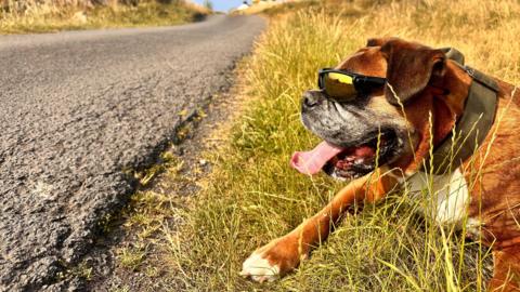 A chestnut brown boxer type dog wearing sunglasses lying on grass beside a tarmacked road. The dog is panting.