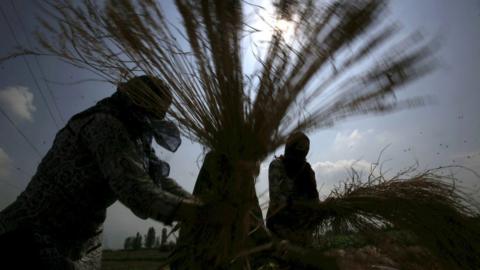 Farmers thresh paddy, separating grain from chaff, during the harvest season on October 2, 2019 on the outskirts of Srinagar, India.