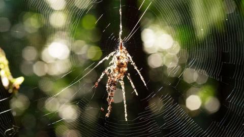A spider's web with a mound of silk in the middle that looks like a large spider