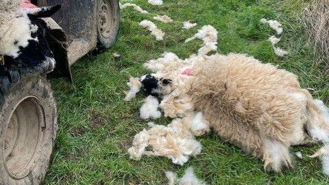 A deceased sheep in a field. The animal is surrounded by clumps of its wool which have seemingly been ripped from its torso.