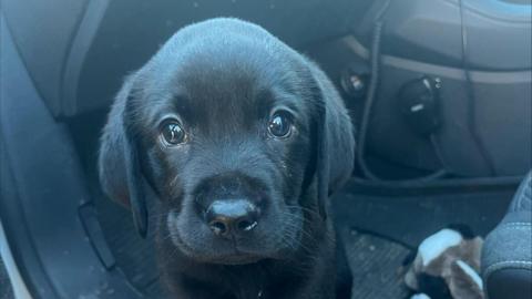 A close-up of the face of a young, very cute black puppy. It has big, glassy dark eyes and a shiny black nose. It is sitting on a seat inside a car.