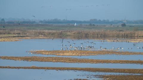 RSPB Frampton Marsh