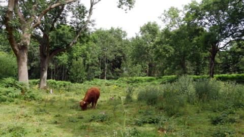 A Highland cow grazing at Cobham Woods in Kent.