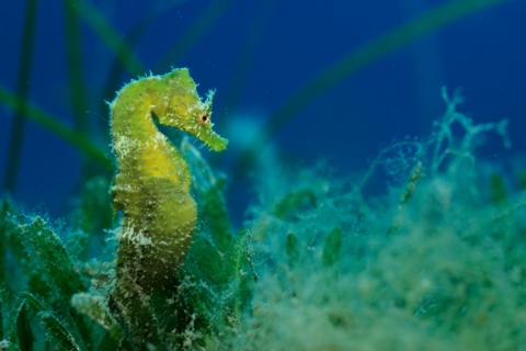 A green seahorse shown underwater in some seaweed.