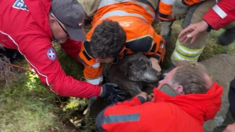A group of people in high-visability outfits all help pull a dog out of a small gap in moorland.