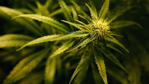 The Liberal Democrat manifesto says that legalising cannabis would raise £1bn per year.