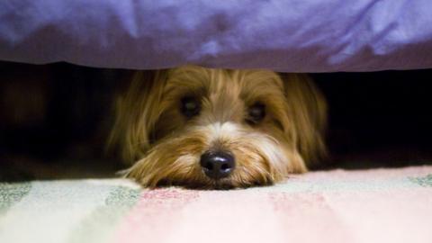A dog hides under a bed