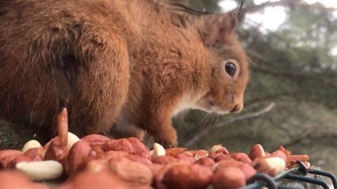 Red squirrel