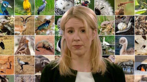 BBC reporter in front of collection of animals