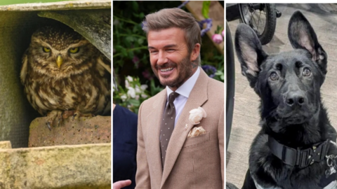 Three images comprising a little owl sitting underneath the roof of a former Staffordshire coal mine. A smiling David Beckham wearing a rose named after him in his jacket lapel, and a black police puppy.