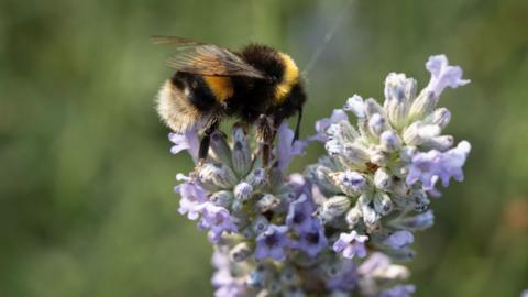 A bee sits on a flowering plant.