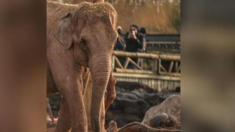 Sundara Hi Way the elephant pictured in the zoo's Elephants of the Asian Forest habitat