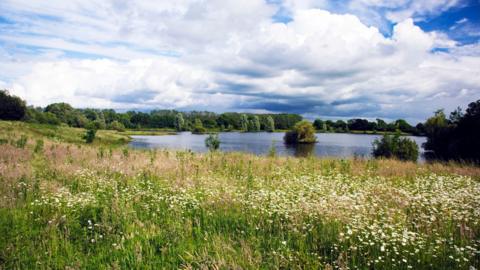 Long grass in the foreground with a lake and trees in the background. The grass is covered in white flowers.